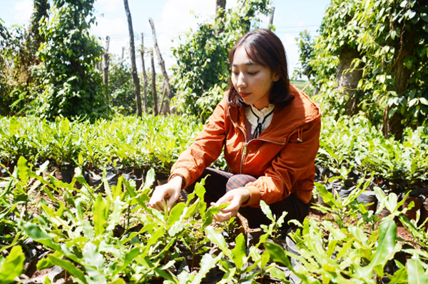 UBND tỉnh Đắk Lắk phê duyệt Đề án hỗ trợ và phát triển doanh nghiệp nhỏ và vừa tỉnh Đắk Lắk giai đoạn 2021-2025, định hướng đến năm 2030