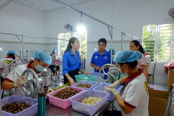 Chị Nguyễn Thị Thu Phương (Tổng Giám đốc Công ty Cổ phần Damaca Nguyên Phương), startup duy nhất của tỉnh gọi vốn thành công 5 tỷ đồng trong chương trình Shark Tank Việt Nam giới thiệu về quy trình sản xuất, chế biến mắc ca tại công ty. 